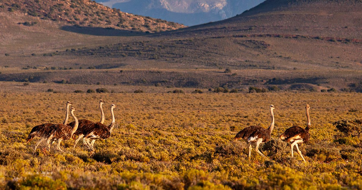 Wildlife Safari
