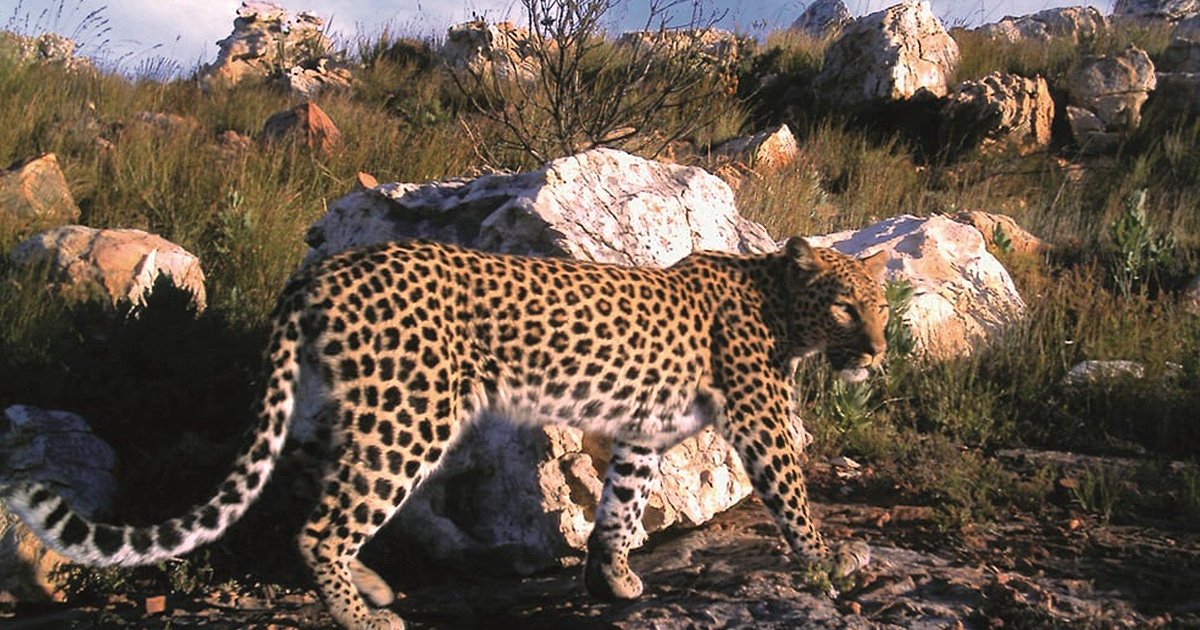 Wildlife Safari