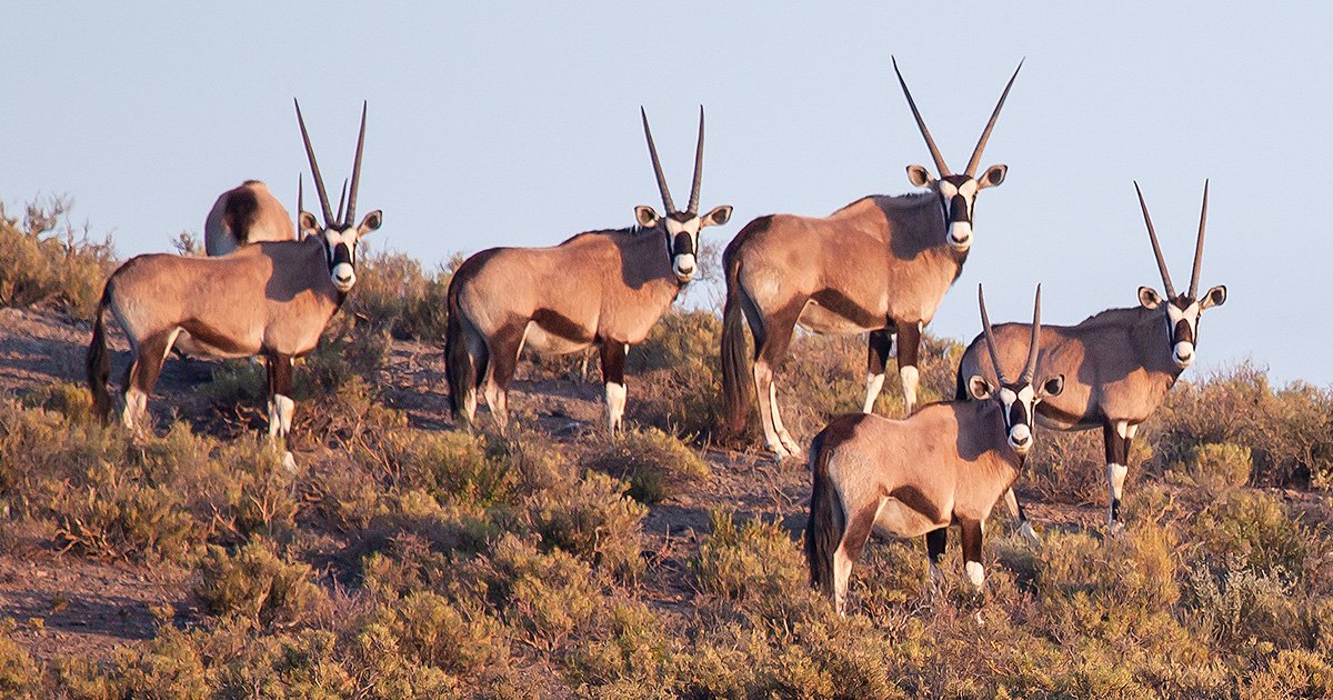Wildlife Safari
